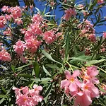 Dans Maison, Indépendant Et Jardin