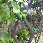 Dans Maison, Indépendant Et Jardin * Perpiñán