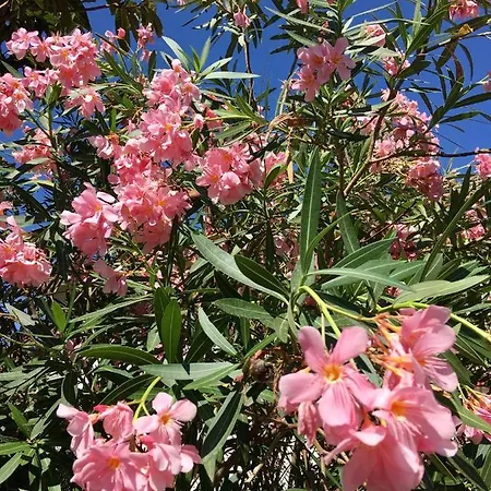 Dans Maison, Independant Et Jardin