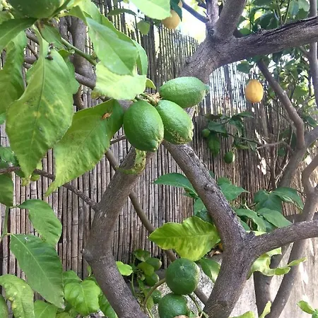 Dans Maison, Independant Et Jardin * ペルピニャン