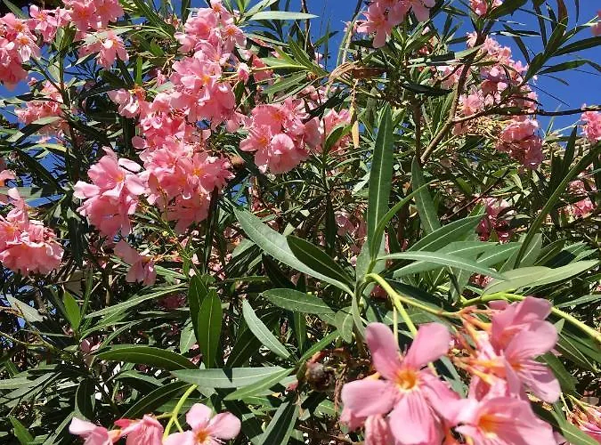 Dans Maison, Indépendant Et Jardin