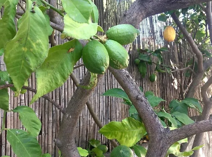 Dans Maison, Independant Et Jardin * Perpignan